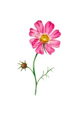 Watercolor image of a single flower cosmos with bright pink petals and a yellow center on a green stem white background. Ideal for cards, design and decorative use.