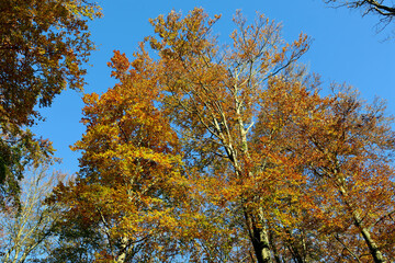 Baumkrone mit goldenen Blättern vor blauem Himmel im Herbst im Nationalpark Hunsrück-Hochwald bei Otzenhausen. Aussicht vom Premium-Wanderweg Traumschleife Dollbergschleife.