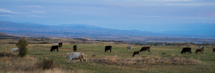 A group of small herd of cows in a field