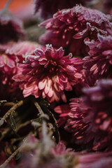 beautiful pink flower in November, fresh frosty morning, flower in frost