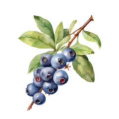 Watercolor Blueberry isolated white background