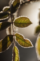 macro photography leaves in frost, frosty morning, fresh leaves