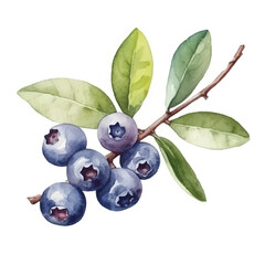 Watercolor Blueberry isolated white background