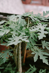 A young papaya tree with vibrant green leaves