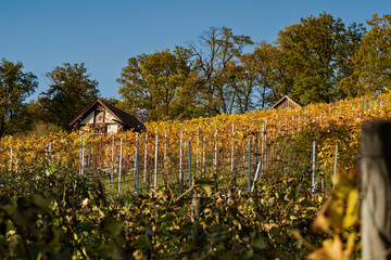 View of old vineyards near Stuttgar in autumn  .