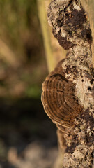 Close-Up of a Tree Fungus on Bark