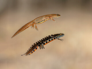 Pair of smooth newts (Lissotriton vulgaris)