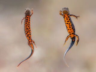 Males of great crested newt (Triturus cristatus) and Danube crested newt (Triturus dobrogicus)