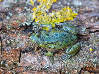 Fire-bellied toad (Bombina bombina)