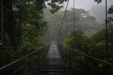 Suspension bridge in rain forest 