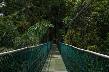 Suspension bridge in rain forest 