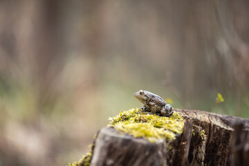 Common spadefoot toad (Pelobates fuscus)