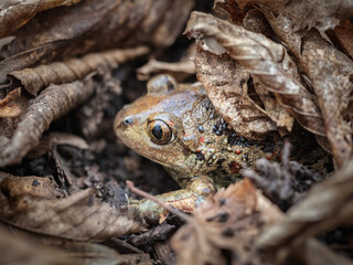 Common spadefoot toad (Pelobates fuscus)