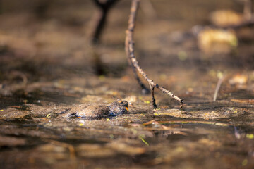 Fire-bellied toad (Bombina bombina)