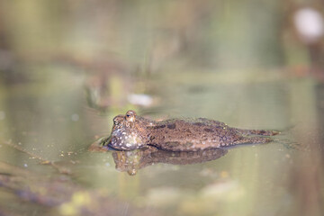 Fire-bellied toad (Bombina bombina)