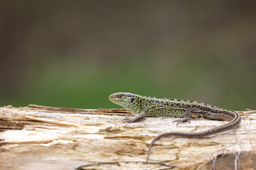 Sand lizard (Lacerta agilis)