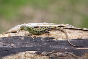 Sand lizard (Lacerta agilis)