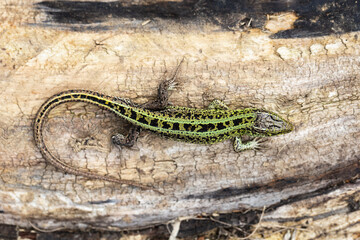 Sand lizard (Lacerta agilis)
