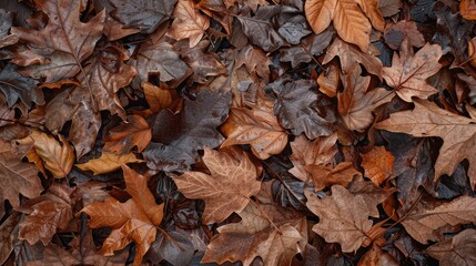 Brown wet leaves with a textured appearance are on the ground.