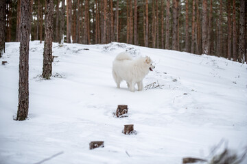 Samoyed white dog is walking in the winter forest