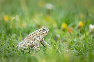 European green toad (Bufotes viridis)
