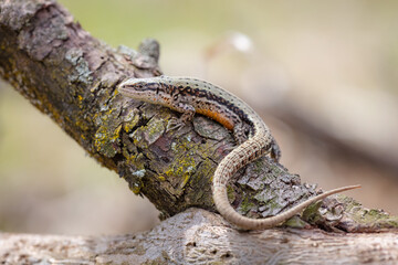 Viviparous lizard (Zootoca vivipara)