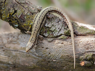 Viviparous lizard (Zootoca vivipara)