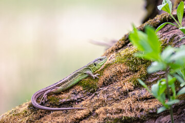 Sand lizard (Lacerta agilis)
