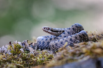 Male common adder (Vipera berus)