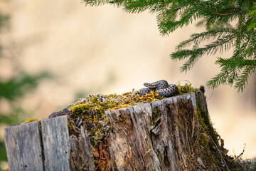 Male common adder (Vipera berus)