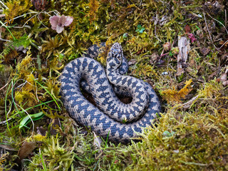Male common adder (Vipera berus)