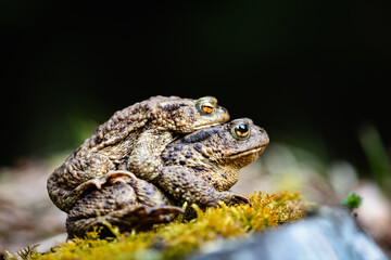 Obraz premium Common toad (Bufo bufo) in amplex