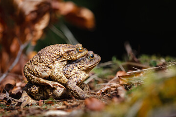 Common toad (Bufo bufo) in amplex