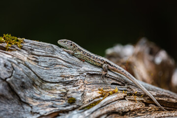 Sand lizard (Lacerta agilis)