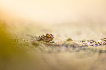 Common toad (Bufo bufo)