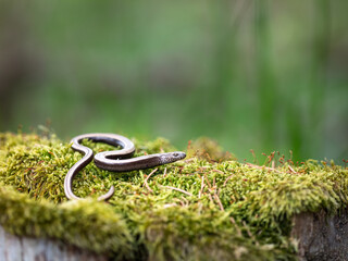 Slow worm (Anguis colchica)