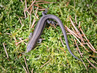 Viviparous lizard (Zootoca vivipara)