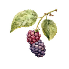 Watercolor Boysenberry isolated white background