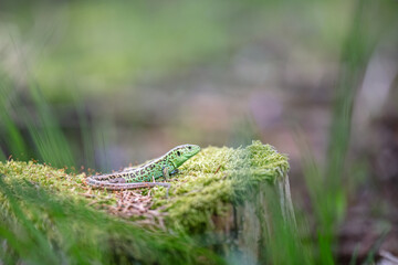 Male sand lizard (Lacerta agilis)