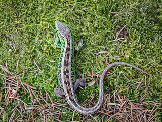 Sand lizard (Lacerta agilis)
