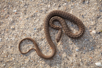 Caspian whip snake (Dolichophis caspius)