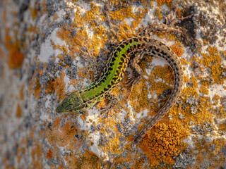 Balkan wall lizard (Podarcis tauricus)
