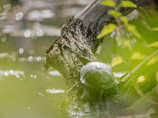 European pond turtle (Emys orbicularis)