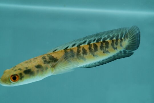 Channa Maru Yellow Sentarum, scientifically known as Channa marulioides, is a freshwater fish species that originates from waters in Kalimantan, Indonesia.