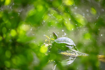 European pond turtle (Emys orbicularis)