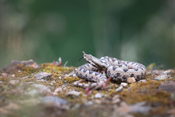 Nose-horned viper (Vipera ammodytes) male