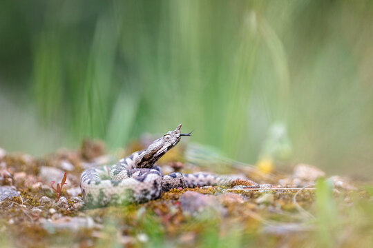 Nose-horned viper (Vipera ammodytes) male