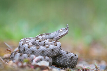 Nose-horned viper (Vipera ammodytes) female