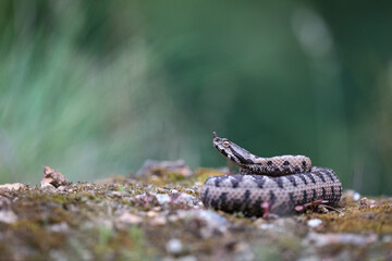 Nose-horned viper (Vipera ammodytes) male