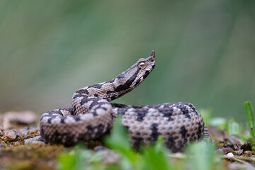 Nose-horned viper (Vipera ammodytes) male